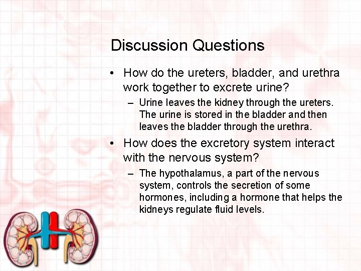 Discussion Questions • How do the ureters, bladder, and urethra work together to excrete