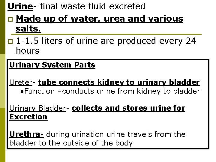 Urine- final waste fluid excreted p Made up of water, urea and various salts.