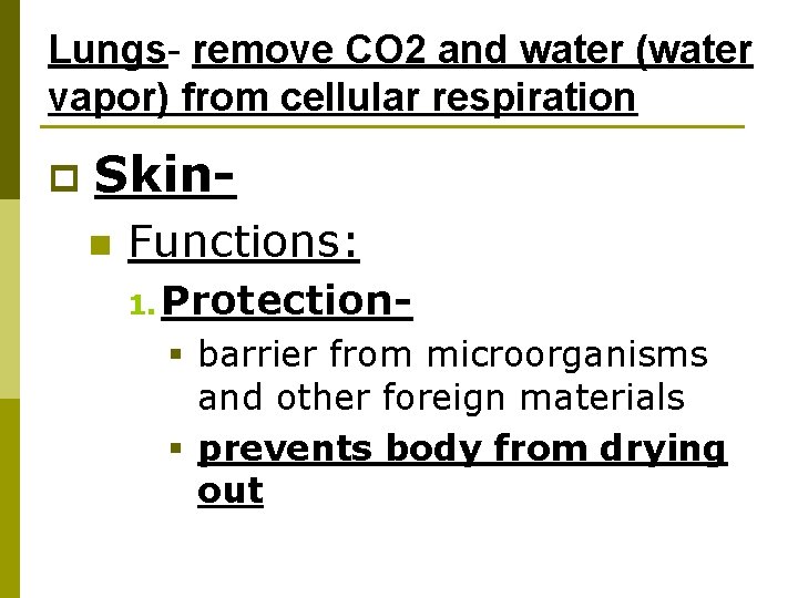 Lungs- remove CO 2 and water (water vapor) from cellular respiration p Skinn Functions:
