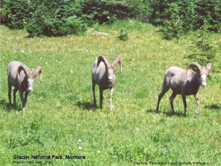 Glacier National Park, Montana Photo by Vickie Kelly, 2004 Greg Kelly, Hanford High School,