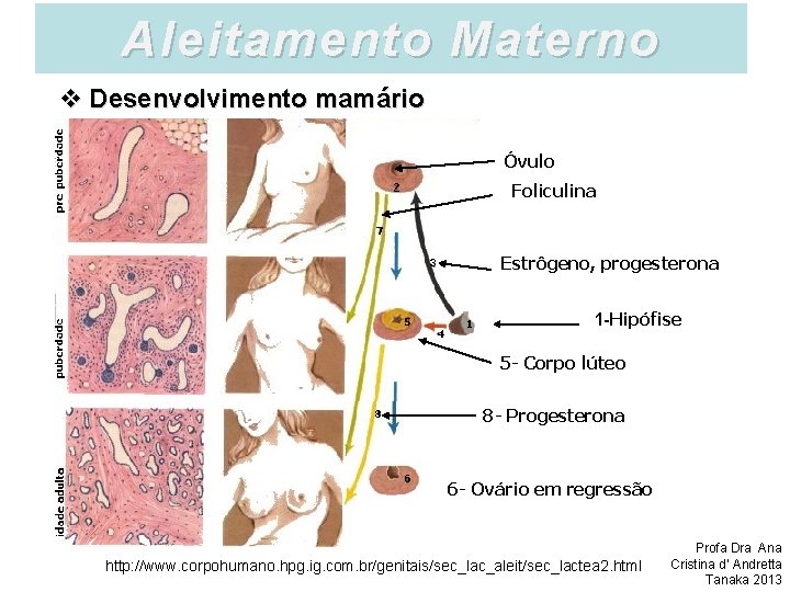 Aleitamento Materno v Desenvolvimento mamário Óvulo Foliculina Estrôgeno, progesterona 1 -Hipófise 5 - Corpo
