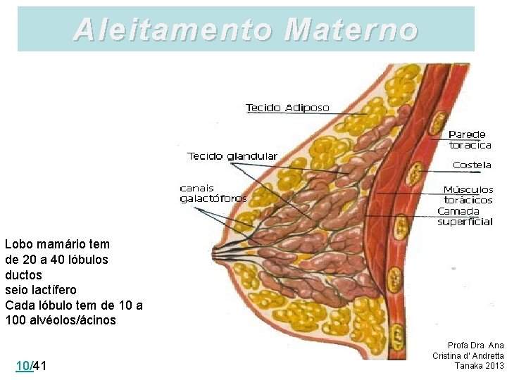 Aleitamento Materno Lobo mamário tem de 20 a 40 lóbulos ductos seio lactífero Cada