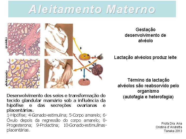 Aleitamento Materno Gestação desenvolvimento de alvéolo Lactação alvéolos produz leite Desenvolvimento dos seios e