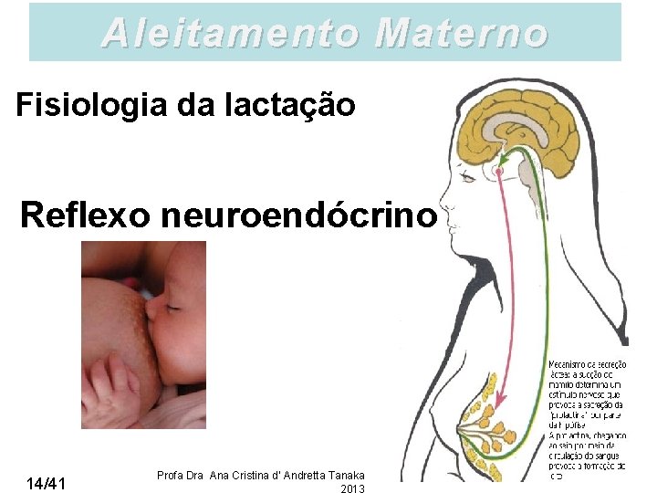 Aleitamento Materno Fisiologia da lactação Reflexo neuroendócrino 14/41 Profa Dra Ana Cristina d’ Andretta
