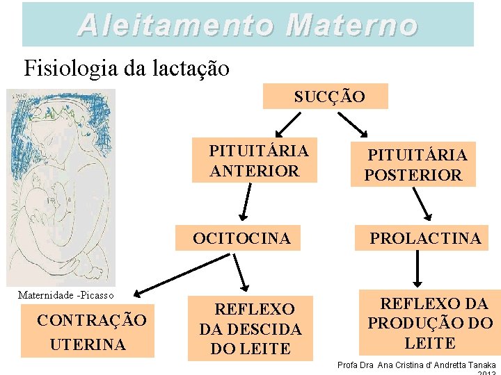 Aleitamento Materno Fisiologia da lactação SUCÇÃO PITUITÁRIA ANTERIOR OCITOCINA Maternidade -Picasso CONTRAÇÃO UTERINA REFLEXO