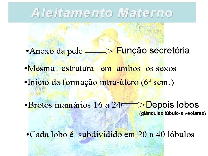 Aleitamento Materno • Anexo da pele Função secretória • Mesma estrutura em ambos os