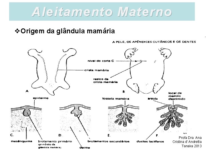 Aleitamento Materno v. Origem da glândula mamária Profa Dra Ana Cristina d’ Andretta Tanaka