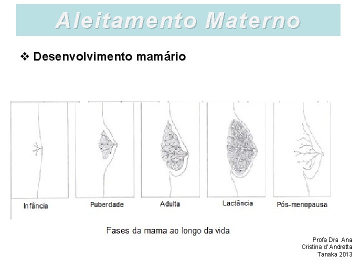 Aleitamento Materno v Desenvolvimento mamário Profa Dra Ana Cristina d’ Andretta Tanaka 2013 