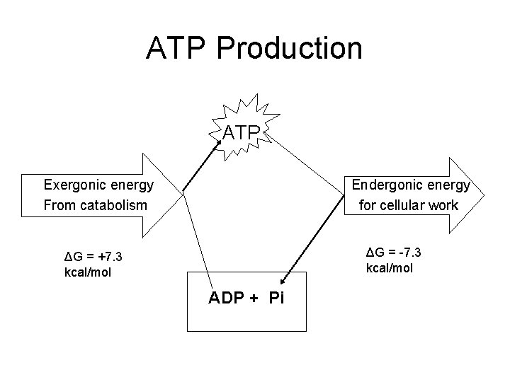 ATP Production ATP Exergonic energy From catabolism Endergonic energy for cellular work ΔG =