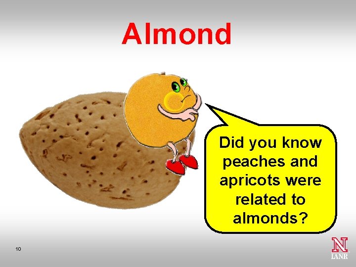 Almond Did you know peaches and apricots were related to almonds? 10 