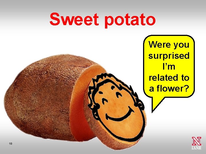 Sweet potato Were you surprised I’m related to a flower? 18 