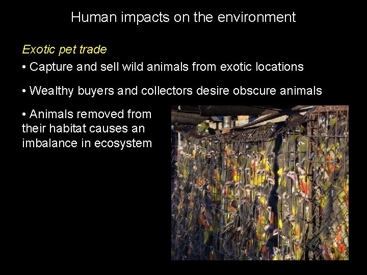 Human impacts on the environment Exotic pet trade • Capture and sell wild animals