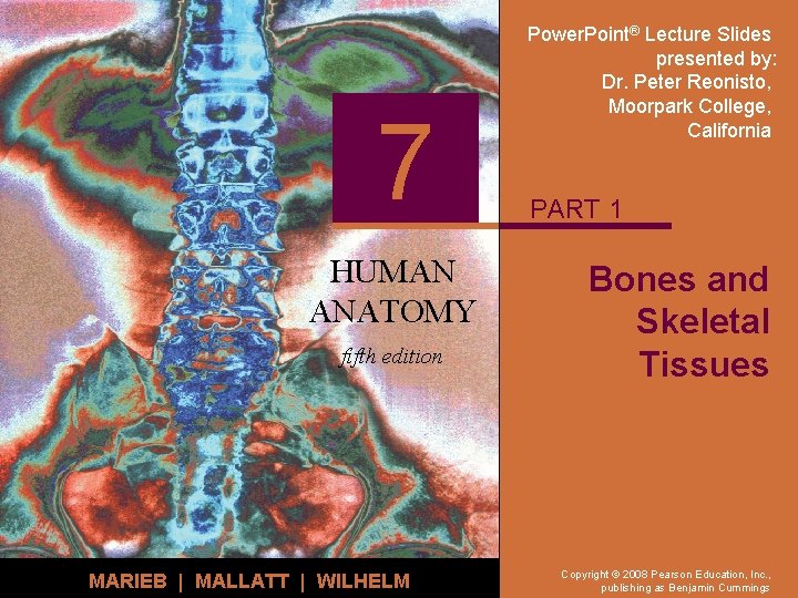 7 HUMAN ANATOMY fifth edition MARIEB | MALLATT | WILHELM Power. Point® Lecture Slides