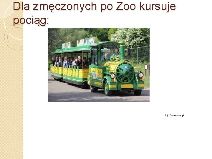 Dla zmęczonych po Zoo kursuje pociąg: Zdj. Zoopoznan. pl 