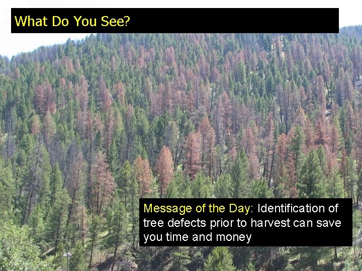 What Do You See? Message of the Day: Identification of tree defects prior to