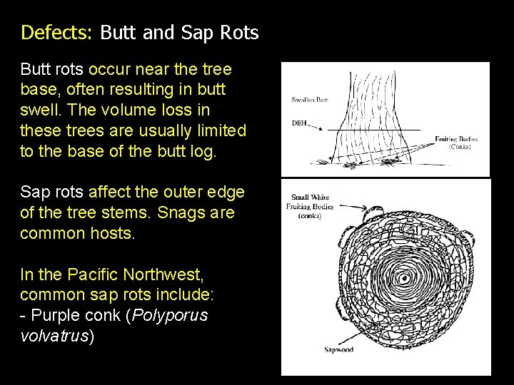 Defects: Butt and Sap Rots Butt rots occur near the tree base, often resulting