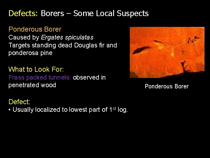 Defects: Borers – Some Local Suspects Ponderous Borer Caused by Ergates spiculatas Targets standing