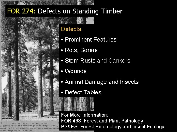 FOR 274: Defects on Standing Timber Defects • Prominent Features • Rots, Borers •