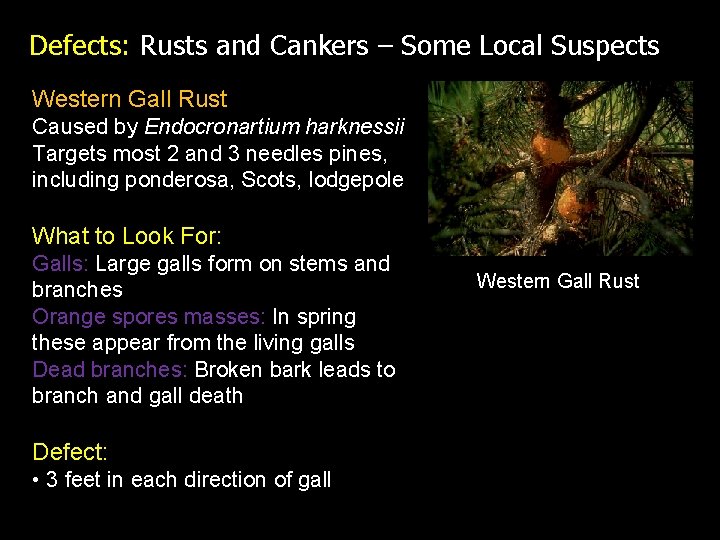 Defects: Rusts and Cankers – Some Local Suspects Western Gall Rust Caused by Endocronartium