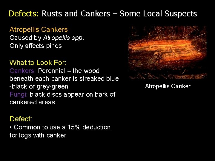 Defects: Rusts and Cankers – Some Local Suspects Atropellis Cankers Caused by Atropellis spp.