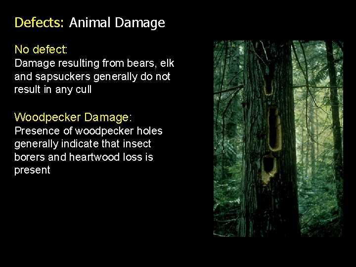 Defects: Animal Damage No defect: Damage resulting from bears, elk and sapsuckers generally do