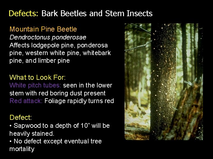 Defects: Bark Beetles and Stem Insects Mountain Pine Beetle Dendroctonus ponderosae Affects lodgepole pine,