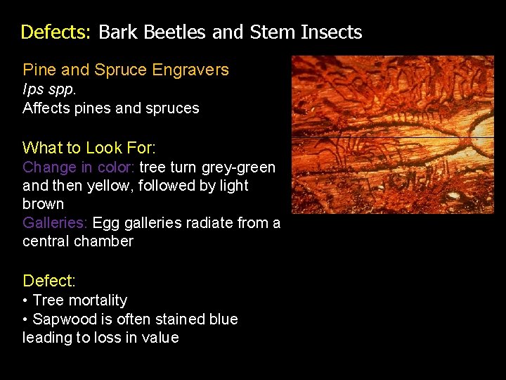 Defects: Bark Beetles and Stem Insects Pine and Spruce Engravers Ips spp. Affects pines