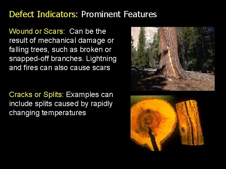 Defect Indicators: Prominent Features Wound or Scars: Can be the result of mechanical damage
