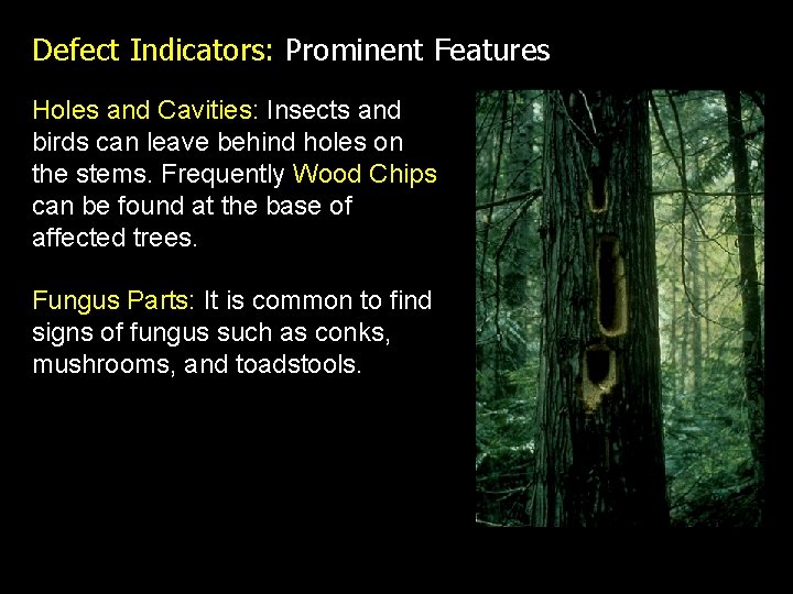Defect Indicators: Prominent Features Holes and Cavities: Insects and birds can leave behind holes