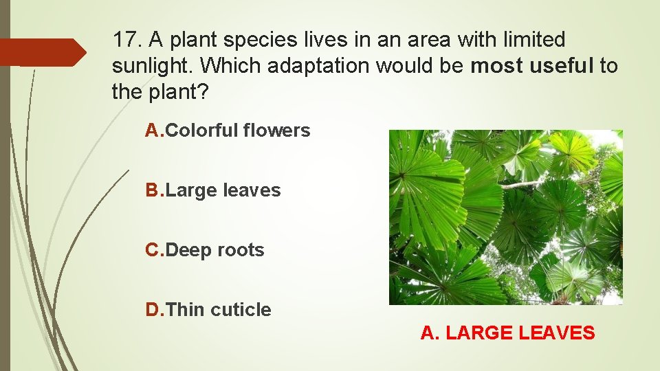 17. A plant species lives in an area with limited sunlight. Which adaptation would