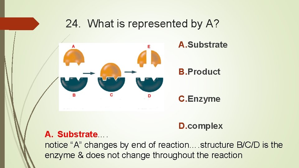24. What is represented by A? A. Substrate B. Product C. Enzyme D. complex