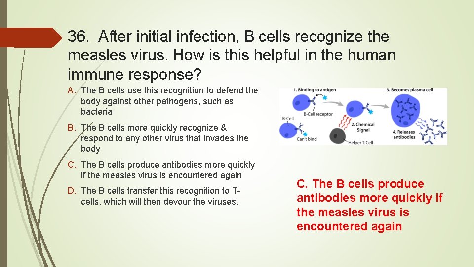 36. After initial infection, B cells recognize the measles virus. How is this helpful