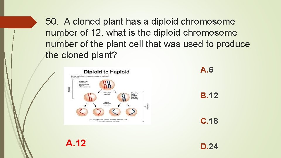 50. A cloned plant has a diploid chromosome number of 12. what is the