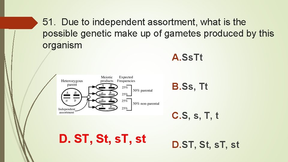 51. Due to independent assortment, what is the possible genetic make up of gametes