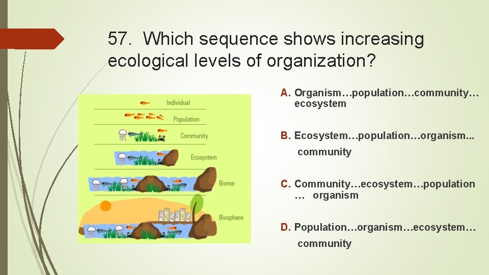 57. Which sequence shows increasing ecological levels of organization? A. Organism…population…community… ecosystem B. Ecosystem…population…organism.