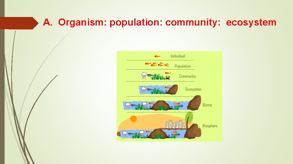A. Organism: population: community: ecosystem 