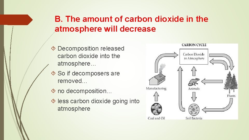 B. The amount of carbon dioxide in the atmosphere will decrease Decomposition released carbon