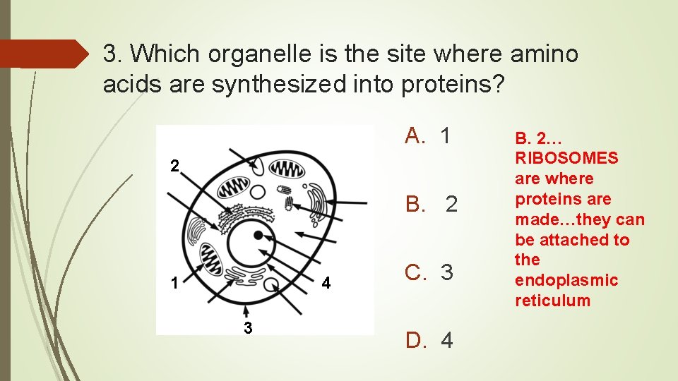 3. Which organelle is the site where amino acids are synthesized into proteins? A.