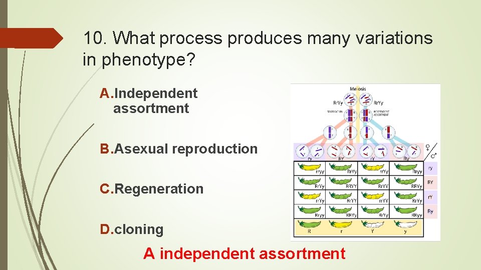 10. What process produces many variations in phenotype? A. Independent assortment B. Asexual reproduction