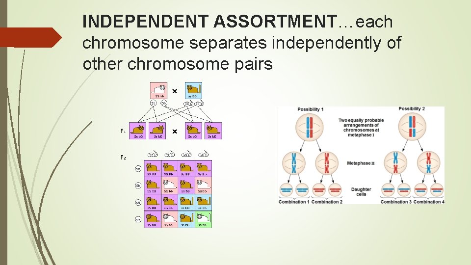 INDEPENDENT ASSORTMENT…each chromosome separates independently of other chromosome pairs 