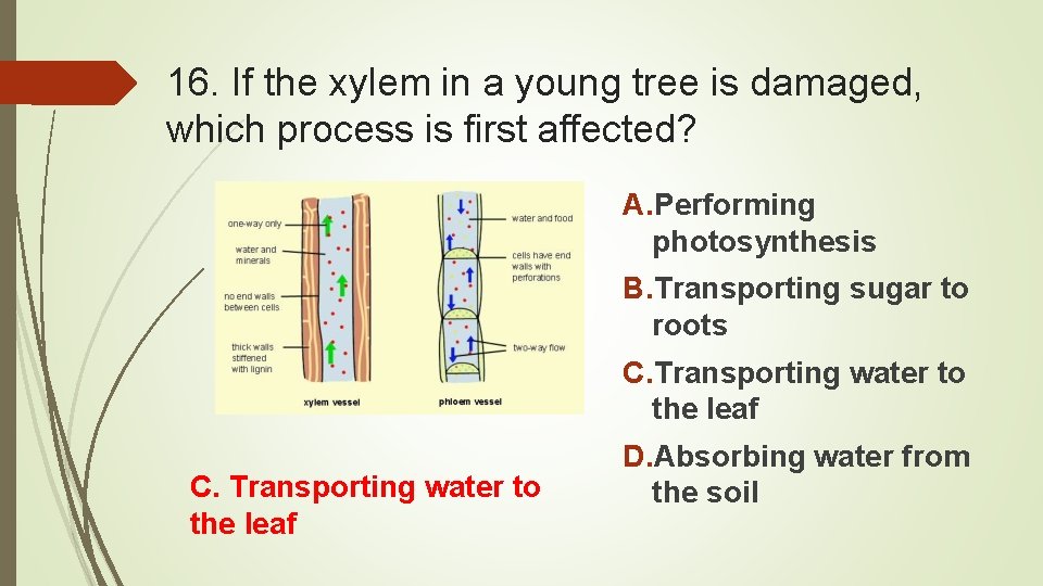 16. If the xylem in a young tree is damaged, which process is first