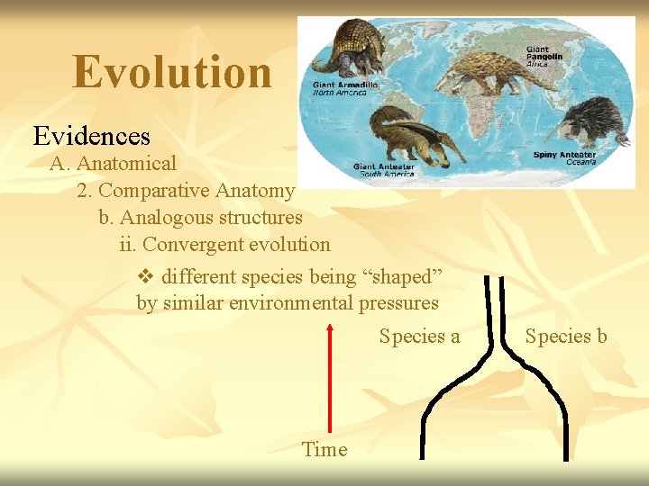 Evolution Evidences A. Anatomical 2. Comparative Anatomy b. Analogous structures ii. Convergent evolution v