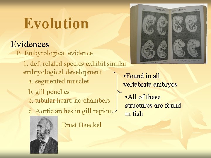 Evolution Evidences B. Embyrological evidence 1. def: related species exhibit similar embryological development •