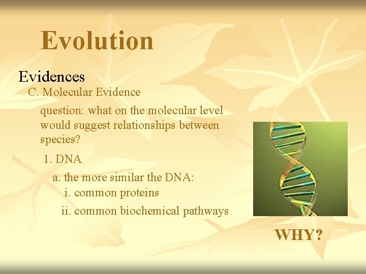 Evolution Evidences C. Molecular Evidence question: what on the molecular level would suggest relationships