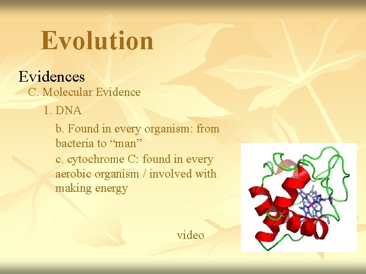 Evolution Evidences C. Molecular Evidence 1. DNA b. Found in every organism: from bacteria