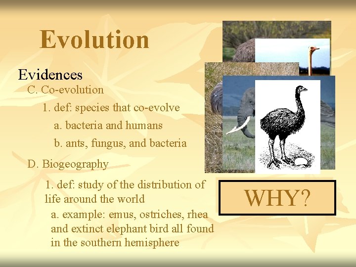 Evolution Evidences C. Co-evolution 1. def: species that co-evolve a. bacteria and humans b.