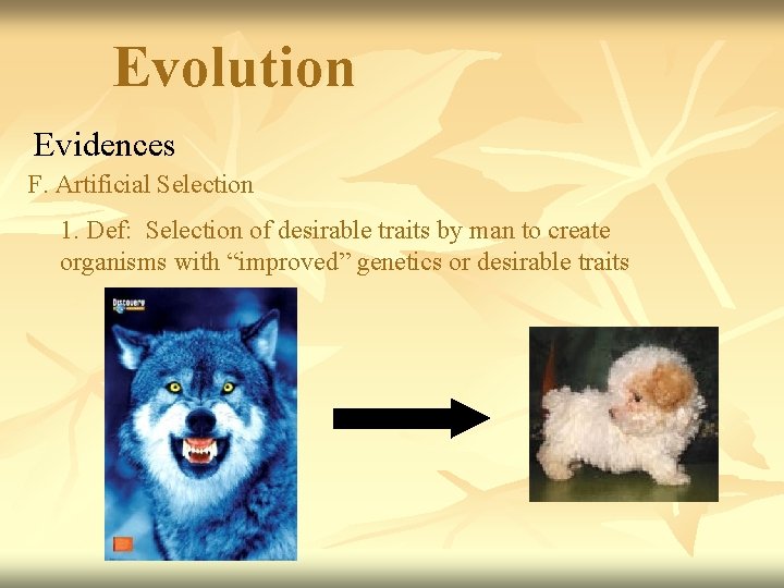 Evolution Evidences F. Artificial Selection 1. Def: Selection of desirable traits by man to