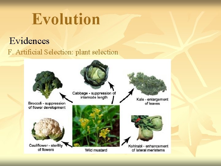 Evolution Evidences F. Artificial Selection: plant selection 