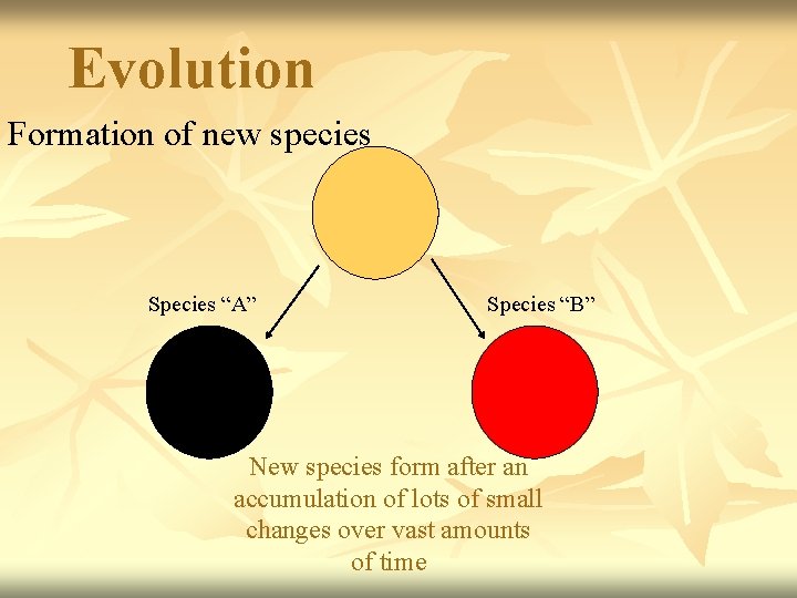 Evolution Formation of new species Species “A” Species “B” New species form after an