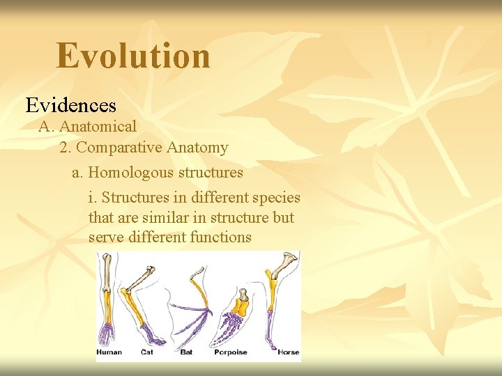 Evolution Evidences A. Anatomical 2. Comparative Anatomy a. Homologous structures i. Structures in different